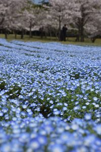 ネモフィラ桜
