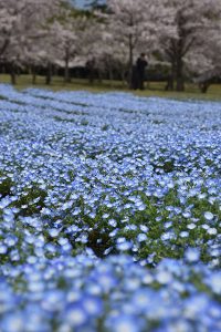 ネモフィラ桜